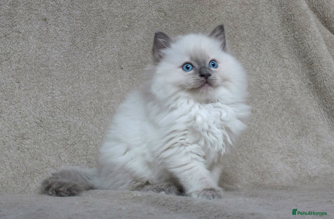 Ragdoll cats for sale: GCCF PET/ACTIVE KITTENS CHAMPION IMP BLOODLINES - Image 17