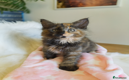 Maine Coon cats for sale: Maine Coon Kittens - Fluffy Chaos Incoming - Image 2