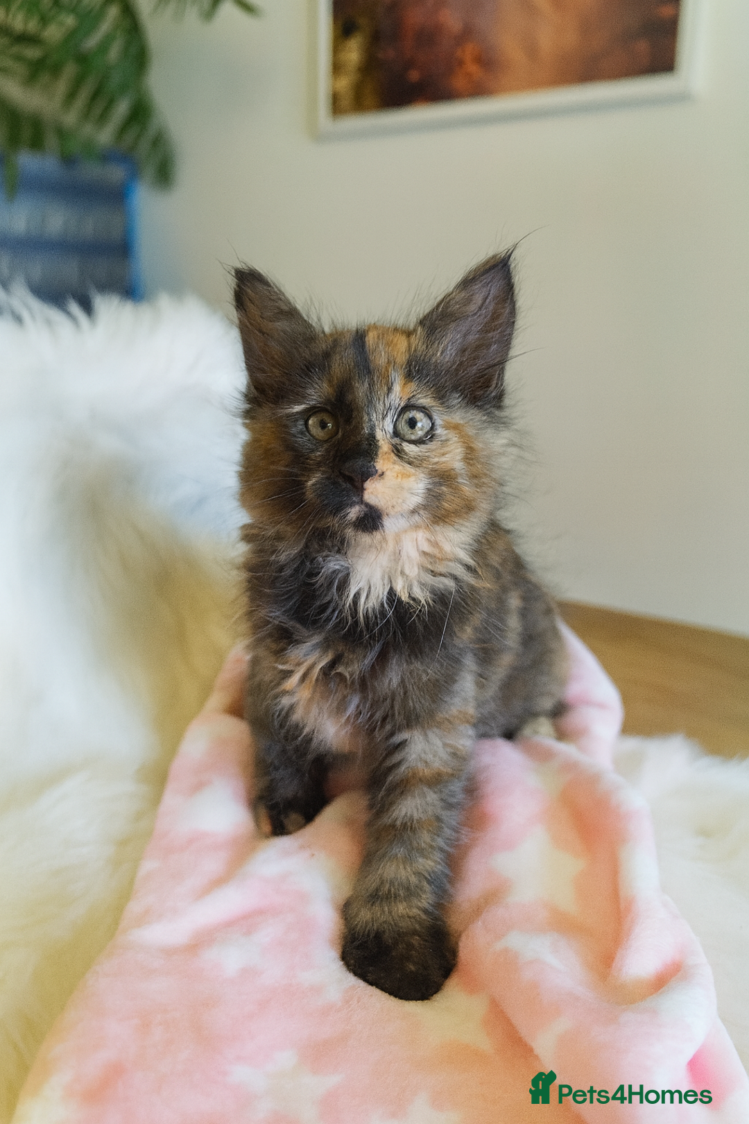 Maine Coon cats for sale: Maine Coon Kittens - Fluffy Chaos Incoming - Image 2