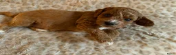 Cavapoo dogs for sale: Gorgeous Cavapoo Puppies 5girls 2boys  - Advert 31