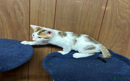 Bengal cats for sale: ​​Bengal X Ragdoll Mix Kittens - Ready to go! - Image 16