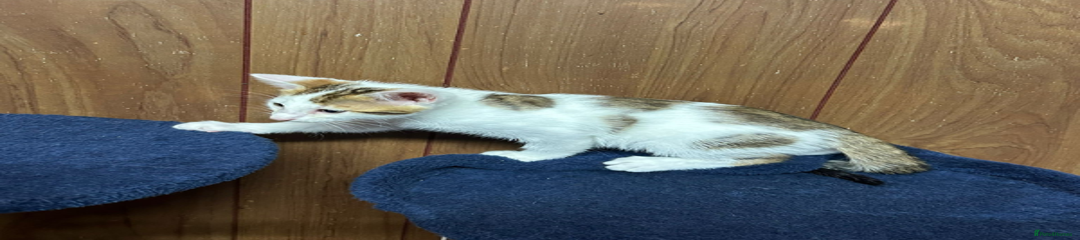 Bengal Kitten 2 - Boy