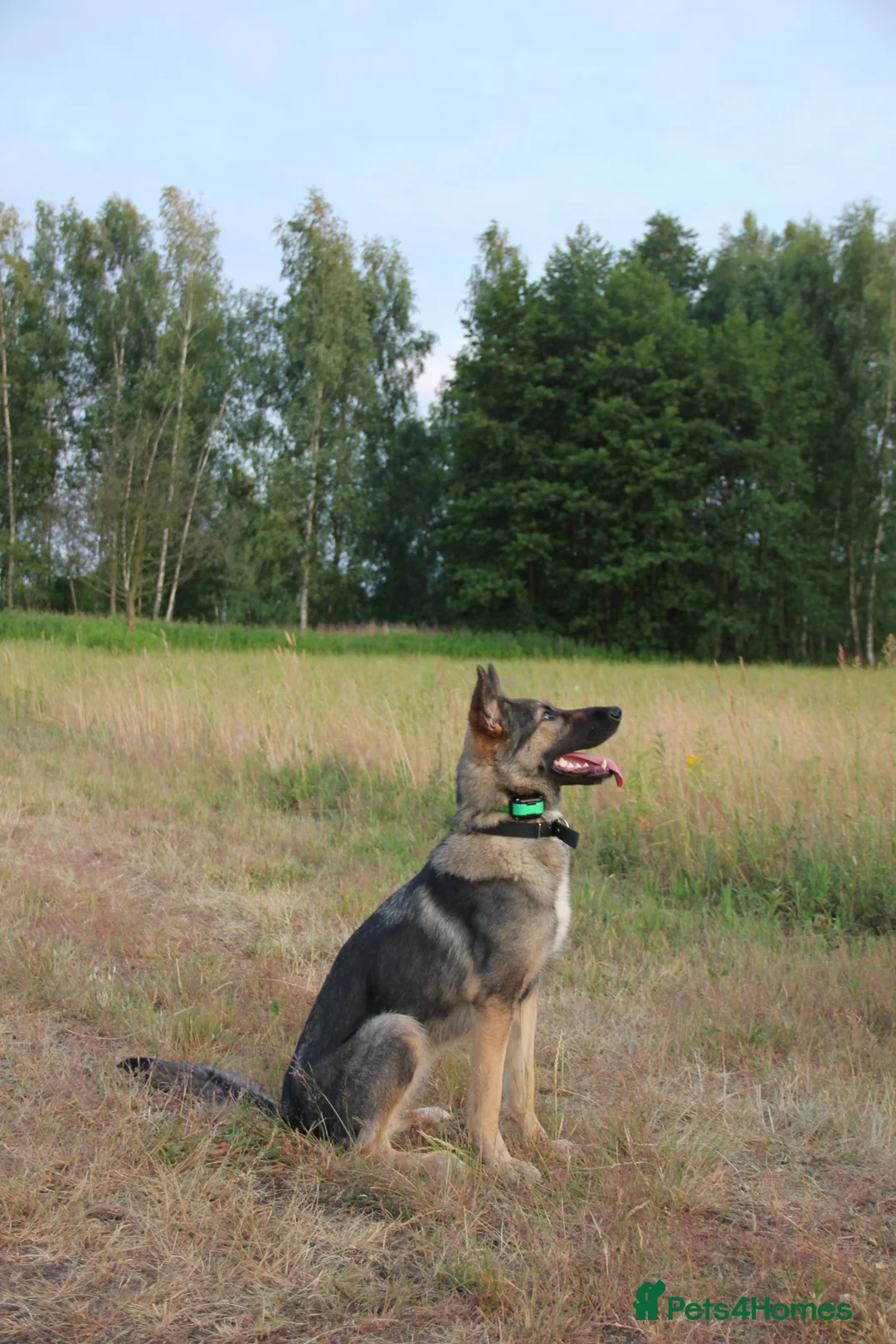 German Shepherd dogs for sale: Working line German Shephard is looking for a home - Advert 3