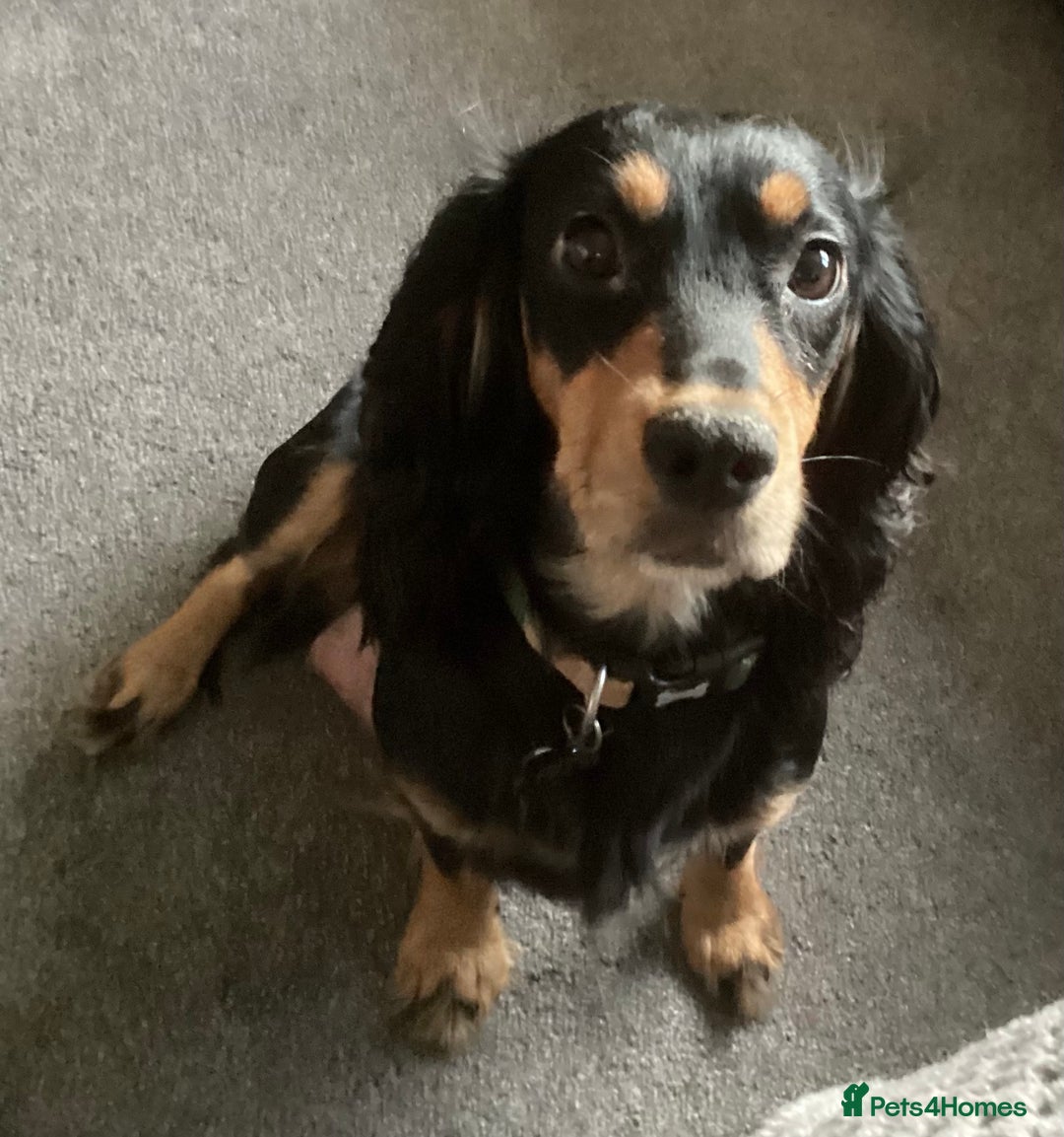 Cocker Spaniel dogs for sale: KC registered working cocker spaniel puppies  - Advert 5