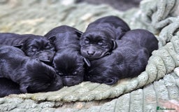 Labrador Retriever dogs for sale: 🐾 Adorable Black Labrador Puppies Ready Soon 🖤🐾 - Image 15
