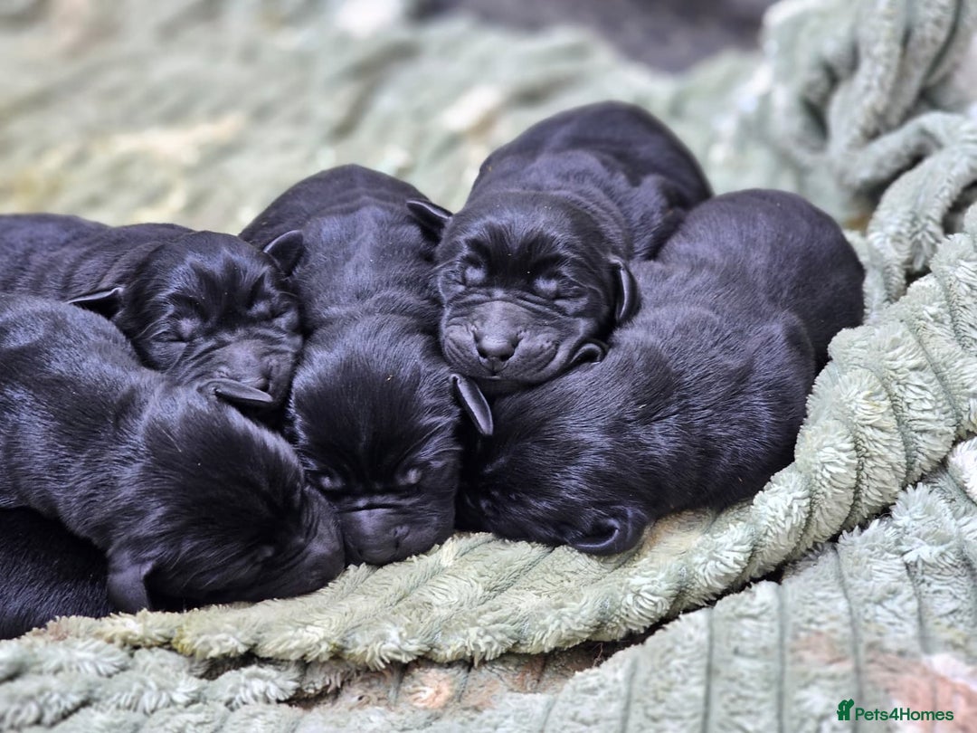 Labrador Retriever dogs for sale: 🐾 Adorable Black Labrador Puppies Ready Soon 🖤🐾 - Image 15