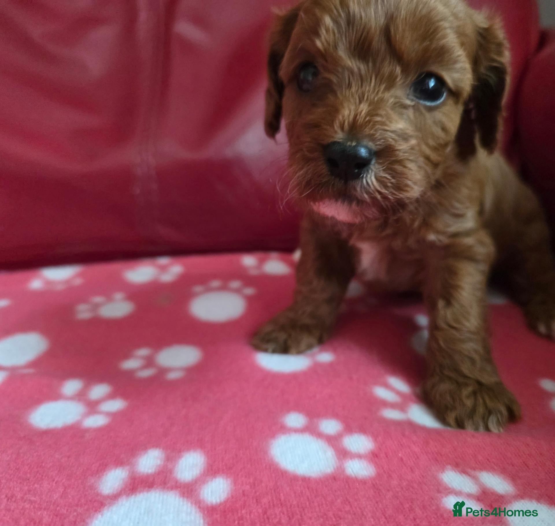Cavapoo dogs F1 cavapoos  - Advert 1