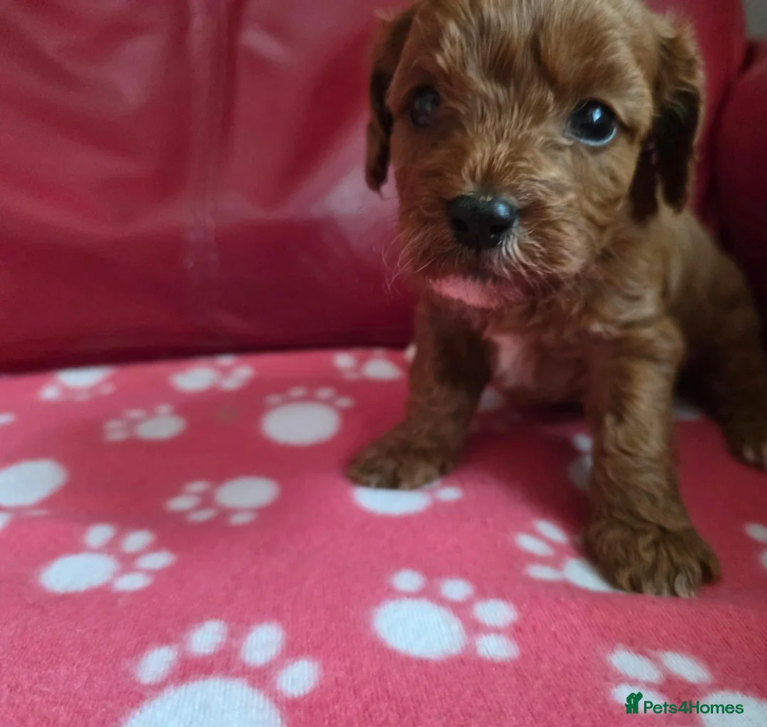 Cavapoo dogs for sale: F1 cavapoos  - Advert 1