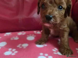Cavapoo dogs F1 cavapoos - Advert 1