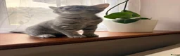 Domestic Shorthair cats for sale: Big personality cat, permanently unimpressed face - Advert 5