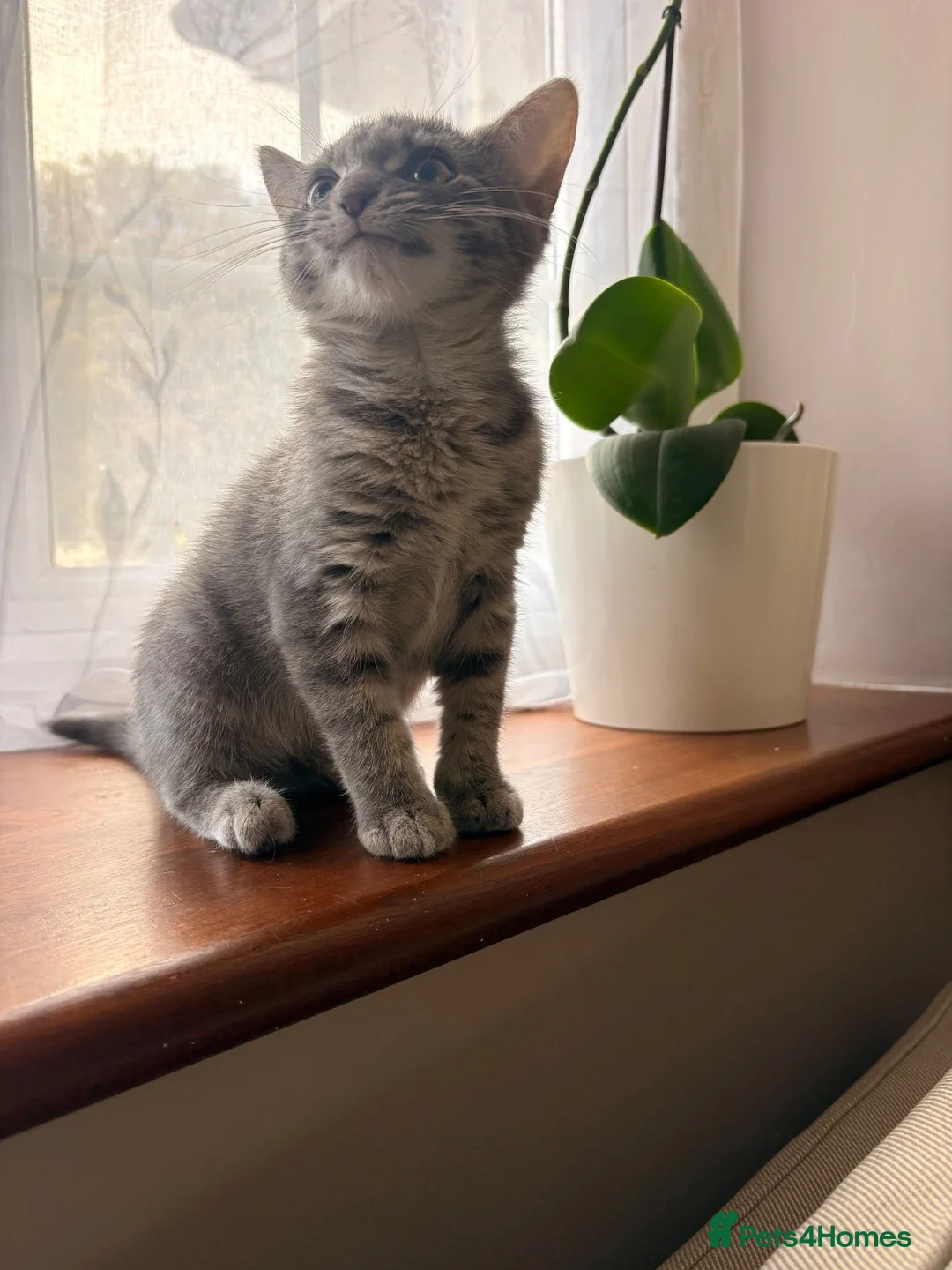 Domestic Shorthair cats for sale: Big personality cat, permanently unimpressed face - Advert 5