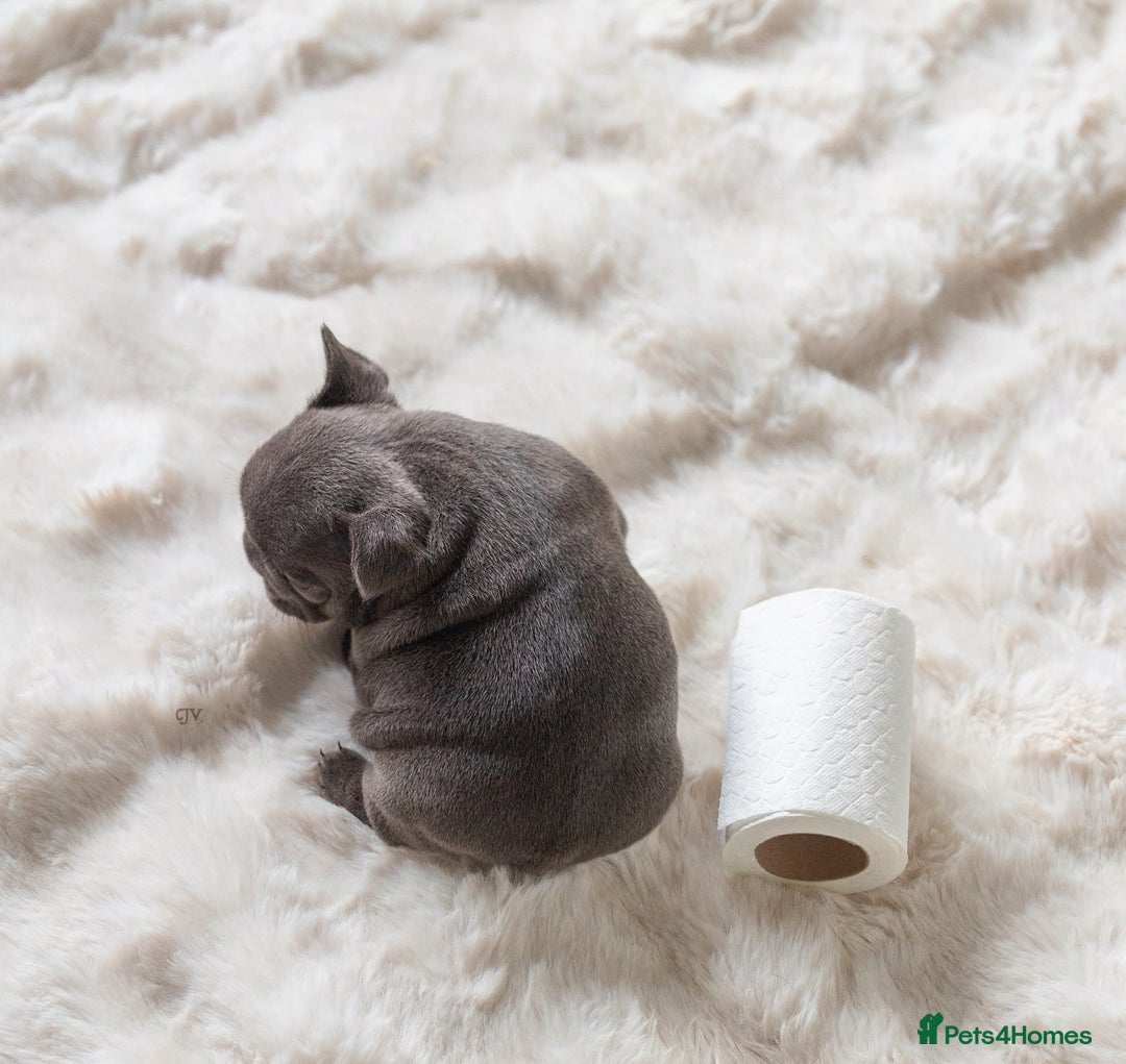 French Bulldog dogs for sale: High quality french bulldogs  - Advert 13