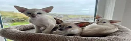 Siamese cats for sale: A litter of 3 beautiful Siamese kittens  - Advert 2