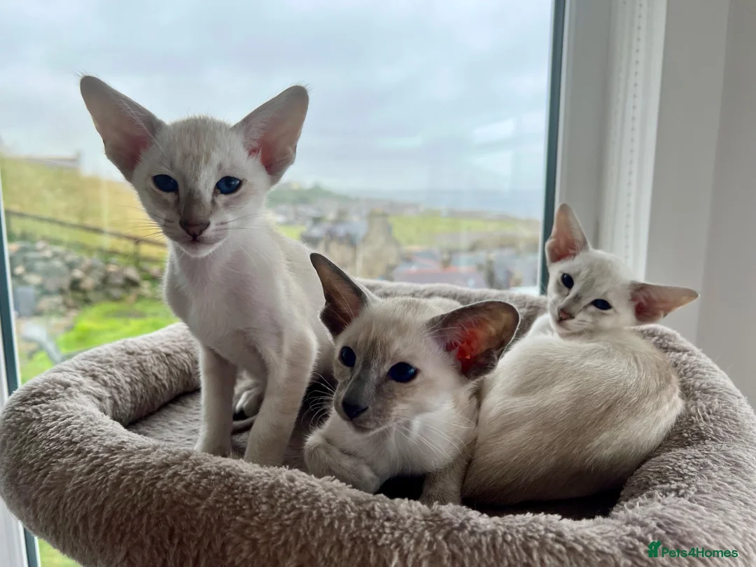 Siamese cats for sale: A litter of 3 beautiful Siamese kittens  - Advert 2