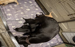 Labrador Retriever dogs for sale: Labrador Retriver Pupies For Sale - Image 9