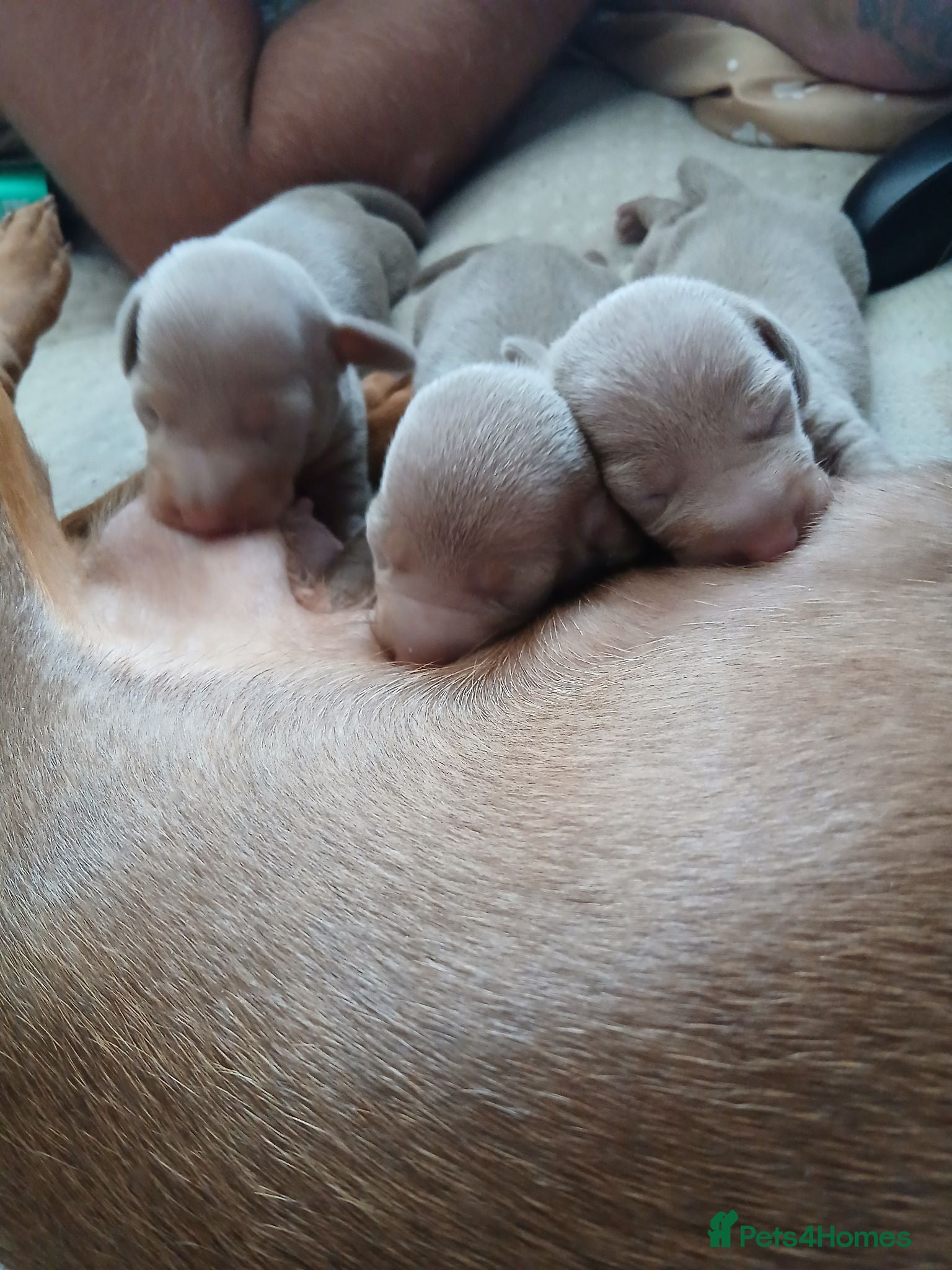 Dachshund dogs Gorgeous isabella pups - Advert 1