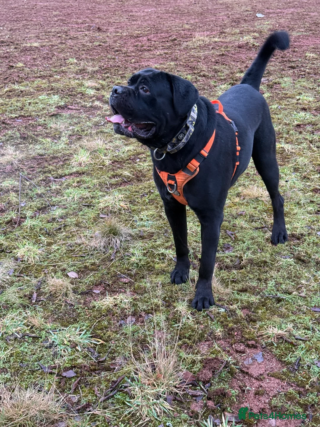 Cane Corso dogs for sale: Ragnar - Advert 4