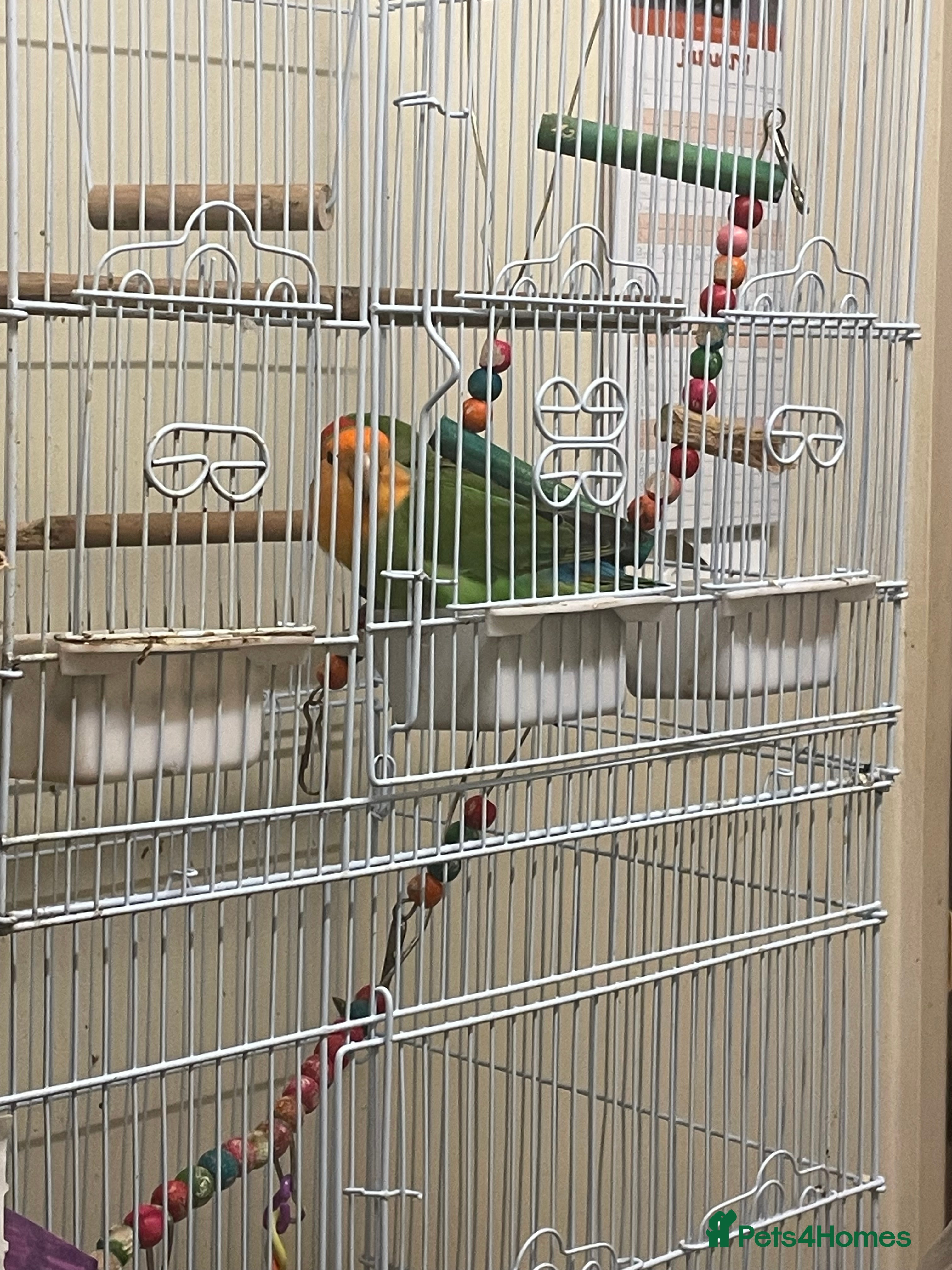 Lovebirds birds Pair of love birds - Advert 4