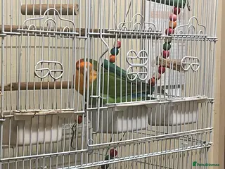 Lovebirds birds Pair of love birds - Advert 1