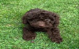 Cockapoo dogs for sale: READY NOW F1b Cockapoo puppies DNA CLEAR - Image 15
