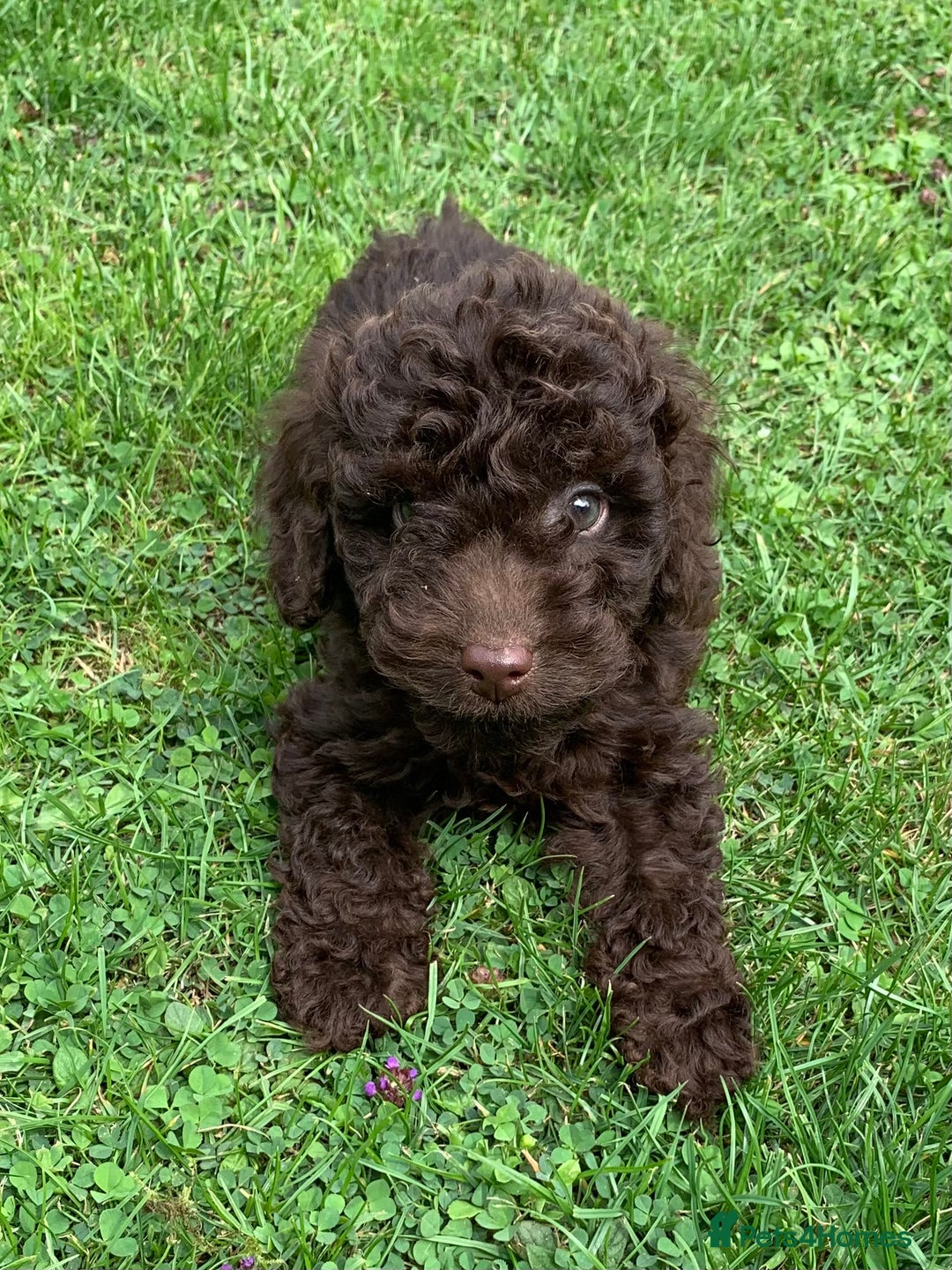 Cockapoo dogs for sale: READY NOW F1b Cockapoo puppies DNA CLEAR - Image 15