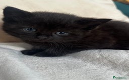 Mixed Breed cats for sale: Scottish fold mixed breed - Image 6