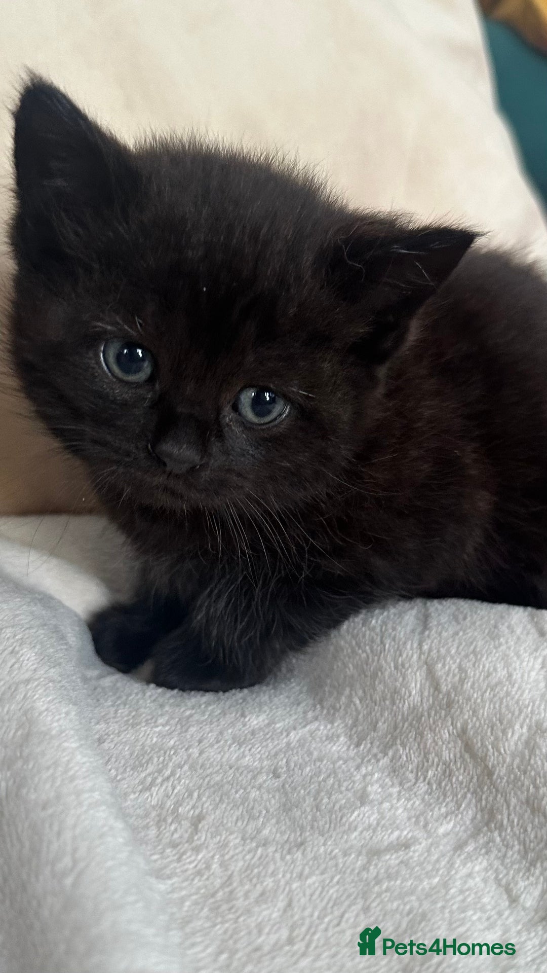 Mixed Breed cats for sale: Scottish fold mixed breed - Image 6