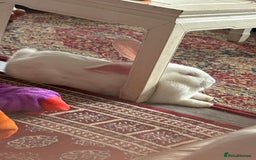 Continental Giant rabbits for sale: Continental Giant  - Image 3