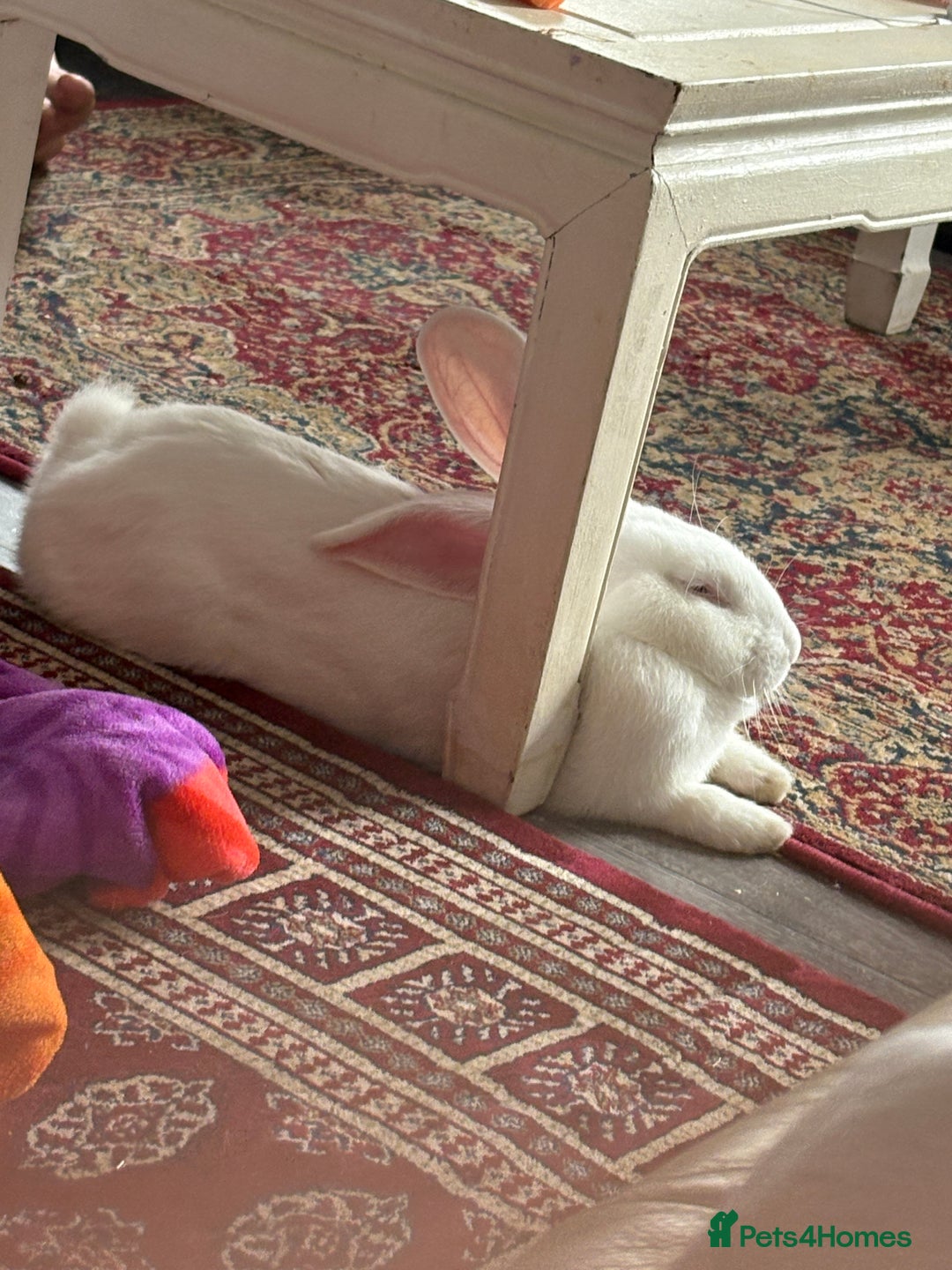 Continental Giant rabbits for sale: Continental Giant  - Image 3