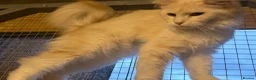 Maine Coon cats for sale: Maine coon girl 1year old  - Advert 3