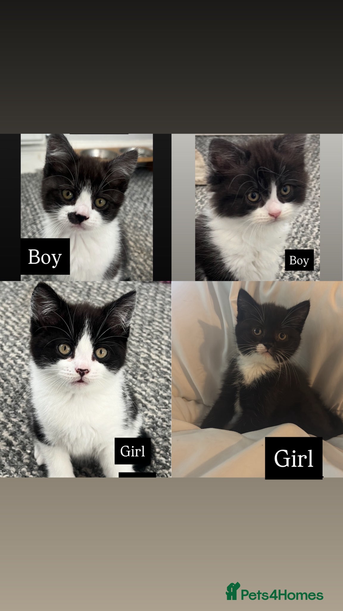 Mixed Breed cats Five adorable kittens ready now - Advert 17