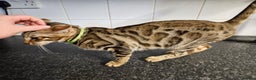 Bengal cats for sale: Silver/ mink bengals kittens  - Advert 15