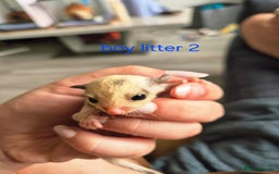 Sugar Glider rodents for sale: 4 baby sugar gliders ready 13th sept price each  - Image 21