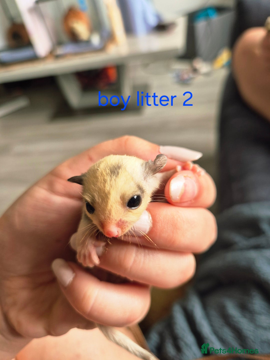 Sugar Glider rodents for sale: 4 baby sugar gliders ready 13th sept price each  - Image 21