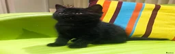 Mixed Breed cats for sale: Kittens for sale ,mixed breed, wonderful behaviour - Advert 33