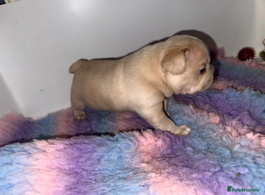 French Bulldog dogs for sale: Isabella  **  French bulldog puppy - Advert 6