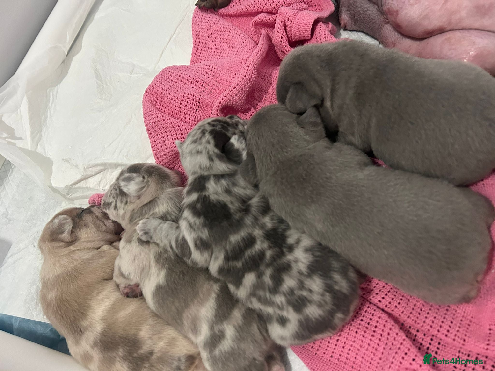 French Bulldog dogs Beautiful French bulldog puppies  - Advert 3