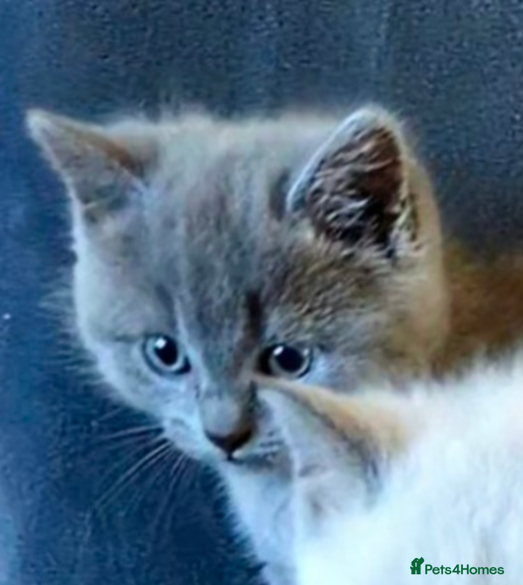 Ragdoll cats for sale: British Ragdoll kittens - Image 18