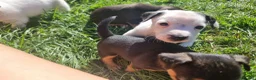 Jack Russell dogs for sale: Jack russel puppies one boy left - Advert 30
