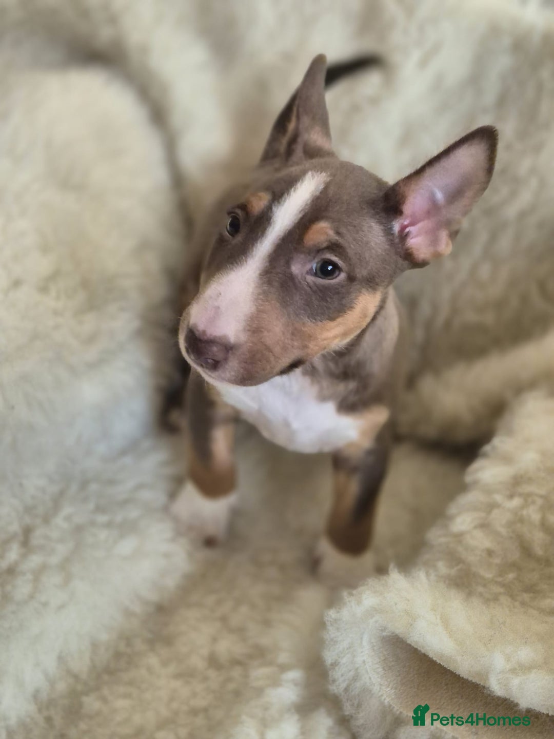 Miniature Bull terrier dogs for sale: 🐾 Exclusive Miniature Bull Terrier Puppies🐾  - Advert 35