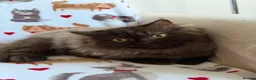 British Longhair cats for sale: Chocolate BLH boys TICA registration  - Advert 13