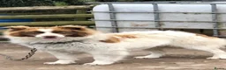Border Collie dogs for sale: White & Brown Collie pups  - Advert 13