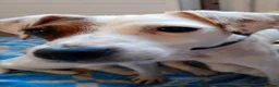 Jack Russell dogs for sale: Jack russell puppies ready now  in Badminton - Advert 3