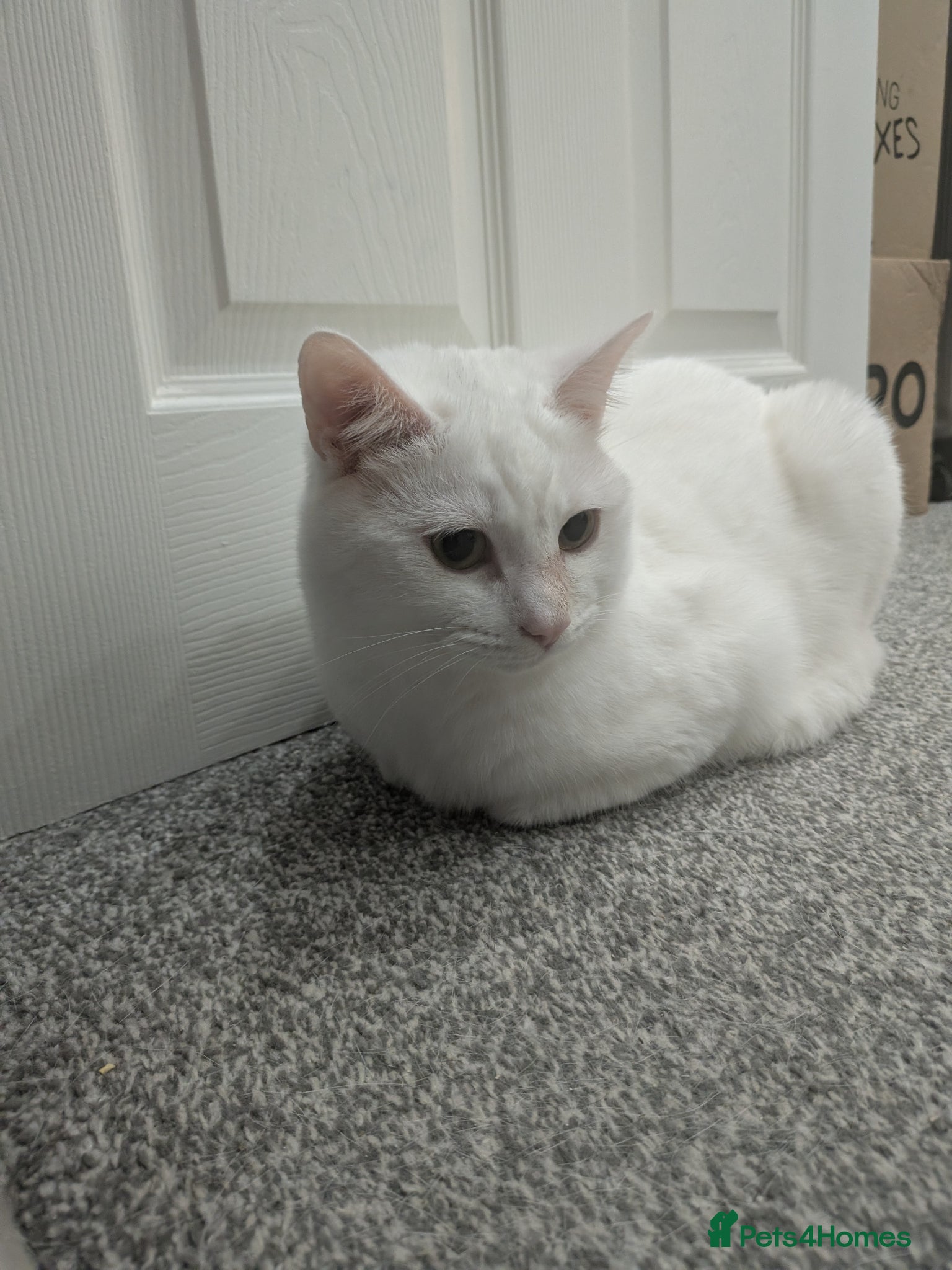 Mixed Breed cats White Male Moggie Cat Looking for a Forever Home - Advert 6