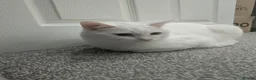 Mixed Breed cats for sale: White Male Moggie Cat Looking for a Forever Home - Advert 1