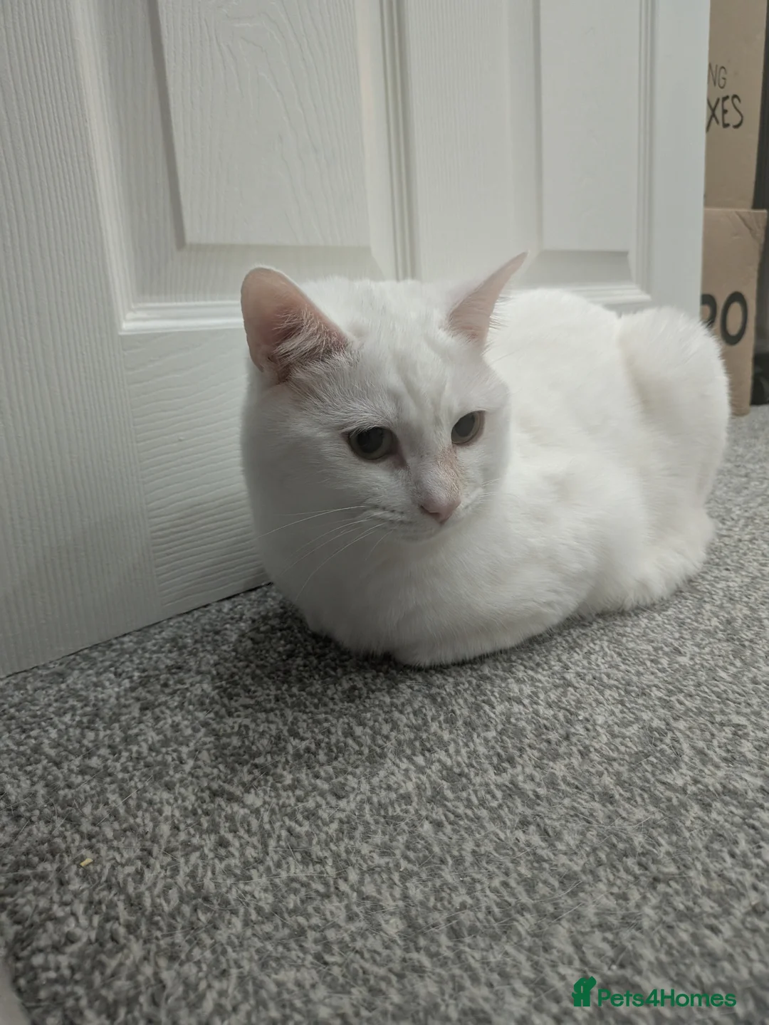 Mixed Breed cats for sale: White Male Moggie Cat Looking for a Forever Home - Advert 1