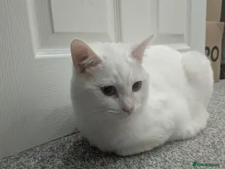 Mixed Breed cats White Male Moggie Cat Looking for a Forever Home - Advert 1