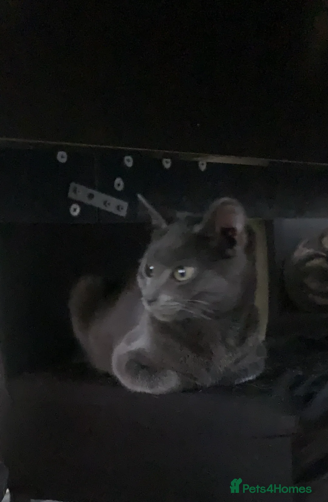 Mixed Breed cats for sale: Youngsters looking for home - Advert 24