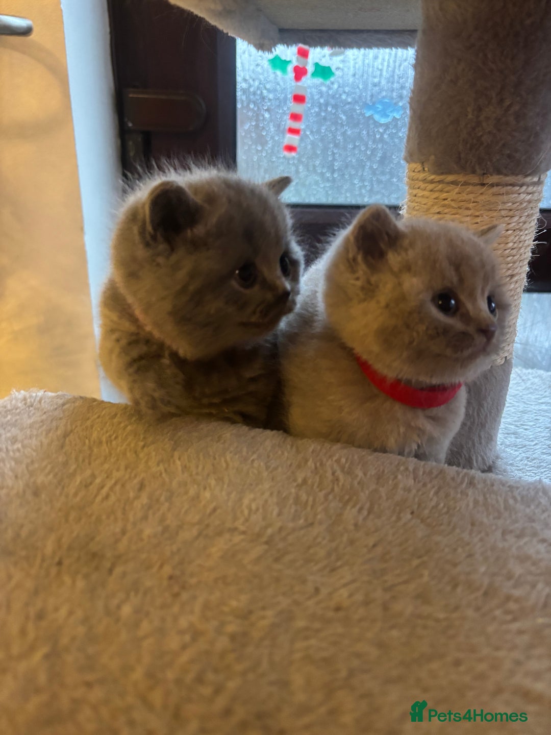 British Shorthair cats for sale: British Shorthair kittens  - Advert 32