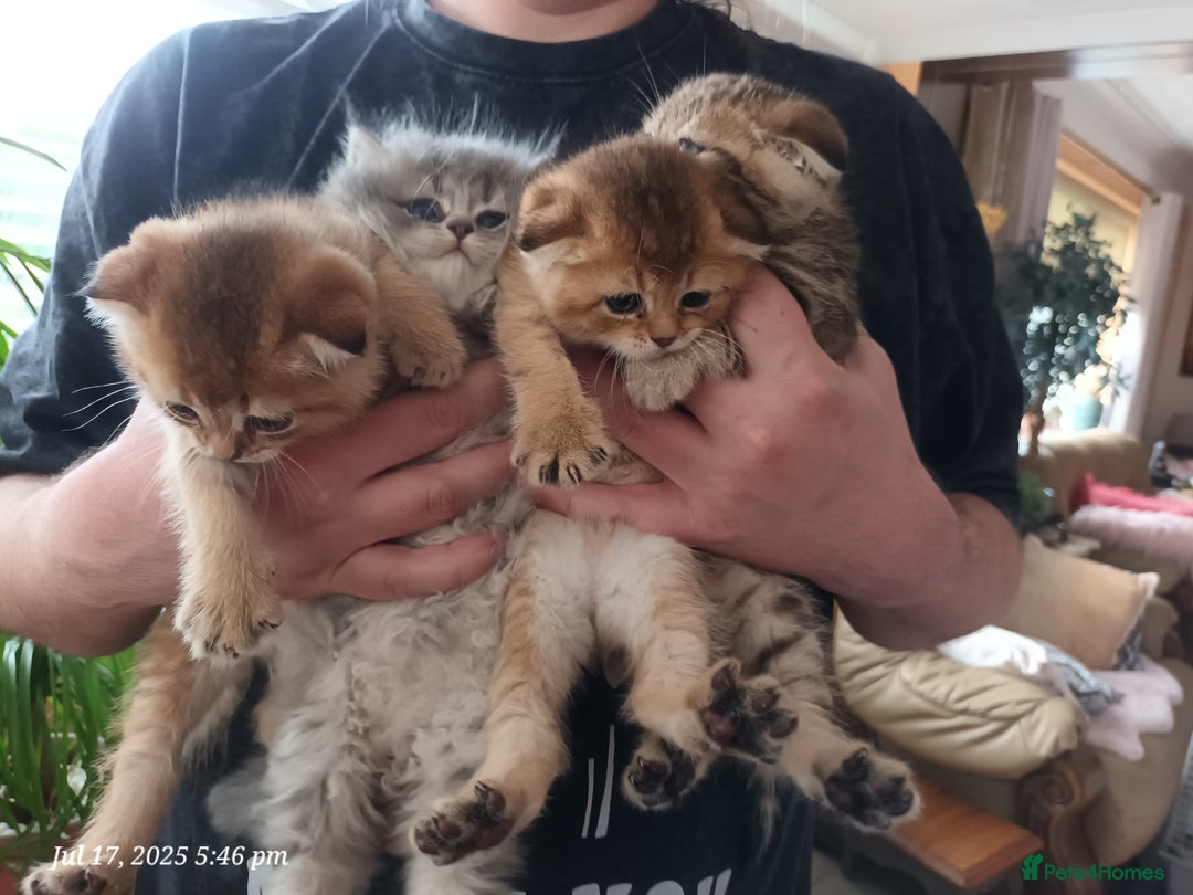British Shorthair cats for sale: British grey shorthair and Scottish fold - Image 12